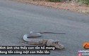 Video: Xem rắn hổ mang cực độc truy sát thằn lằn