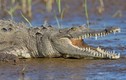 Hài hước phát hiện nhiều loài cá sấu thích ăn rau xanh