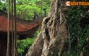 Sự thật những cây cổ thụ huyền bí ở cố đô Lam Kinh