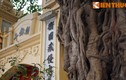 Kỳ lạ cây đa trăm tuổi trùm lên đình cổ giữa Hà Nội