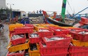 Bình Định: Chạy tránh bão 2 tàu cá bị chìm, hàng chục người mất tích