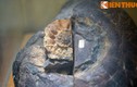 Hé lộ bộ sưu tập hóa thạch “khủng” nhất Việt Nam