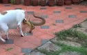 Video: Chó nhà điên cuồng cắn xé rắn hổ mang trâu và kết thảm 