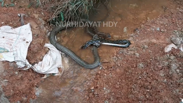 Video: Trận tử chiến nhạt nhẽo giữa rắn hổ mang chúa và trăn non