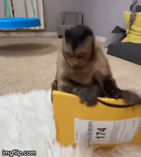 Video: Chú khỉ đập hộp chuyên nghiệp thu hút 10 triệu lượt theo dõi 