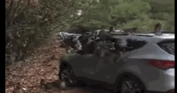 Video: Hàng chục chú khỉ “đại náo” ôtô quên đóng cửa ở Cần Giờ
