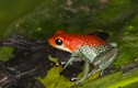 Vẻ đẹp chết chóc của các loài ếch phi tiêu độc nhất thế giới