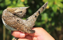 Khám phá cực thú vị về loài chim vẹo cổ của Việt Nam