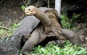 Soi loài rùa cạn dị nhất hành tinh: Uống nước qua mũi, nghiện xác thối