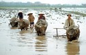 Cuộc sống ở miền Bắc Việt Nam năm 1973 qua ống kính quốc tế 
