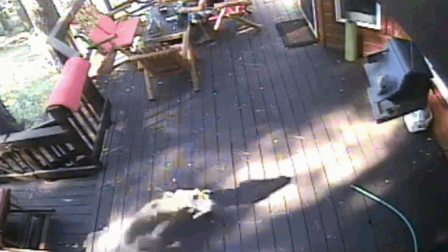 Video: Chó sói ngang nhiên lao đến vồ chó nhà ngay trước mặt chủ