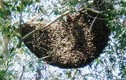 Nghệ An: Phá tổ ong, người đàn ông bị đốt tử vong