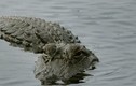 Cá sấu xuất hiện trên sông ở Hà Tĩnh 