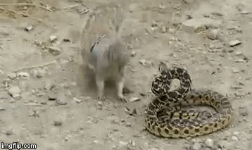 Video: Sóc mẹ liều mình tấn công rắn để bảo vệ con non