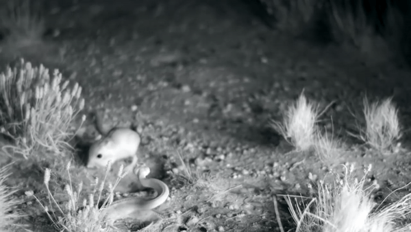 Video: Chuột đá bay rắn độc, chạy trốn thành công