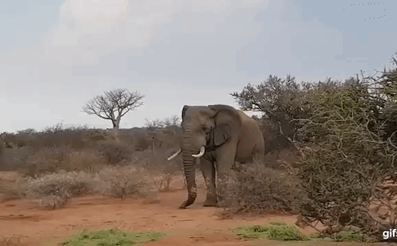 Video: Voi đực vô cớ tấn công, rượt đuổi tê giác