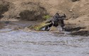 Video: Cái kết ngạc nhiên cho cuộc chiến cá sấu và linh dương đầu bò