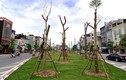 Hà Nội trồng 800.000 cây xanh dịp Tết Đinh Dậu 2017
