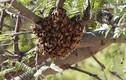 Video: Điều gì xảy ra khi ong làm tổ trong nhà