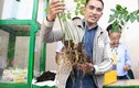 Lễ hội sâm Ngọc Linh Quảng Nam: Xuất hiện cây sâm “khủng” 20 năm tuổi được rao bán gần tỷ đồng