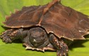  Rùa VN lọt Top các loại rùa dị nhất thế giới