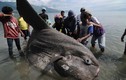 Cận cảnh quái vật biển một tấn mới dạt biển Indonesia
