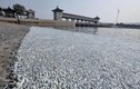 Vụ nổ ở Thiên Tân: Kinh hoàng cá chết trắng sông
