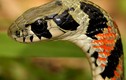 Kinh hoàng loài rắn hổ săn cóc độc, hút độc tố qua mang ở Việt Nam  