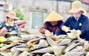 Trúng đậm 'lộc trời', ngư dân Hà Tĩnh kiếm tiền triệu mỗi ngày