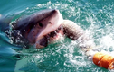 Đi tìm vụ cá mập tấn công con người lớn nhất được ghi nhận