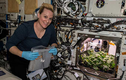 NASA trồng thành công củ cải ngoài không gian hương vị cực ngon