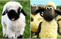 Ngắm loài cừu mũi đen là nguyên mẫu của phim hoạt hình đình đám