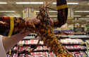 Tôm hùm quý hiếm bị “lạc” ở siêu thị lập tức được đem nghiên cứu
