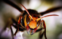 Ong bắp cày Châu Á xâm chiếm, đe doạ tính mạng người dân Mỹ?