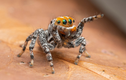 Phát hiện loài nhện mới giống hoạt hình, biết nhảy múa tán tỉnh
