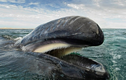 Con người có thể sống trong bụng cá voi khổng lồ?