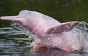 Cá heo hồng sông Amazon - Loài động vật bước ra từ thần thoại 