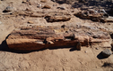 Siêu hiếm rừng gỗ hóa thạch: Một mảnh khắc tượng Phật hơn 2 tỷ đồng! 