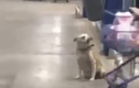 Video: Chú chó tội nghiệp ở cửa siêu thị “vẫy tay” với người qua đường