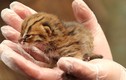 Video: Top động vật mini quý hiếm bậc nhất thế giới