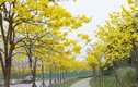 Video: Mê mẩn những hình ảnh hoa gạo và phong linh bung nở ở Hà Nội