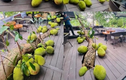 Video: Độc lạ quán cafe có cây mít trĩu quả mọc ở giữa nhà