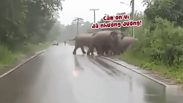 Video: Chú voi cúi đầu cảm ơn tài xế ô tô vì đã nhường đường