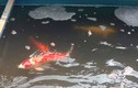Đàn cá Koi Nhật Bản thế nào sau 2 ngày thả xuống sông Tô Lịch?