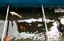Cá Koi Nhật Bản chết khi thả xuống nước sông Tô Lịch