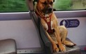Chú chó ngồi buồn thiu trên xe buýt khiến dân tình xót xa