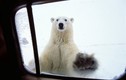 Cuộc sống giữa đàn gấu Bắc Cực tại thị trấn hoang vu ở Canada