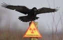 Cảnh tượng khó tin tại "vùng chết" Chernobyl