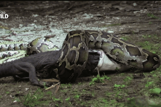 Video: Tham ăn nuốt chửng cá sấu, trăn vỡ bụng chết thảm