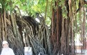 Khánh Hòa: Lạ đời rễ cây hàng trăm tuổi chuyển màu trắng khi mưa